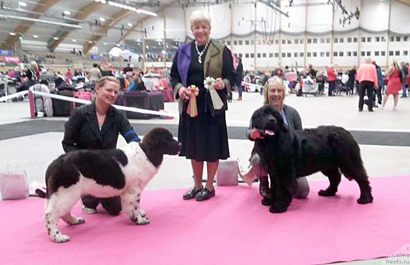 Фото: ньюфаундленд Beguschaya po Volnam Bask tu ze Future (Бегущая по Волнам Баск ту зе Футуре)