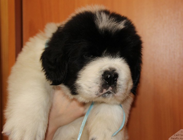 Фотография № 193844