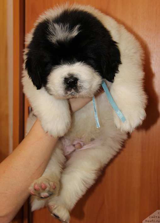 Фотография № 193845