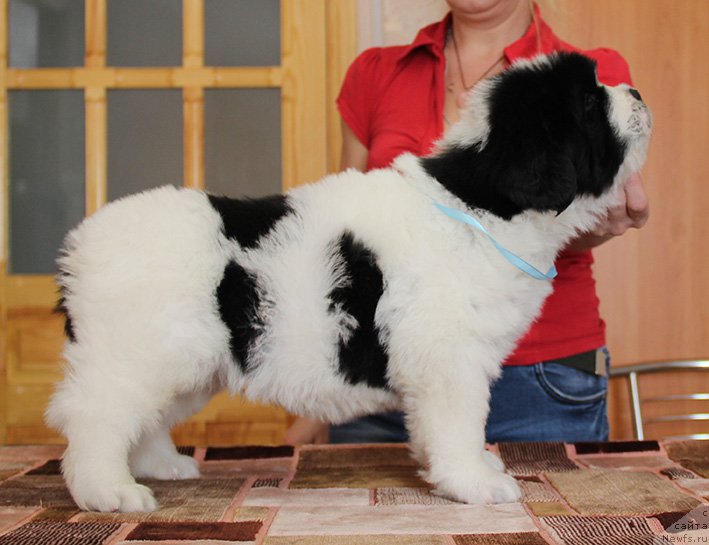 Фотография № 193847