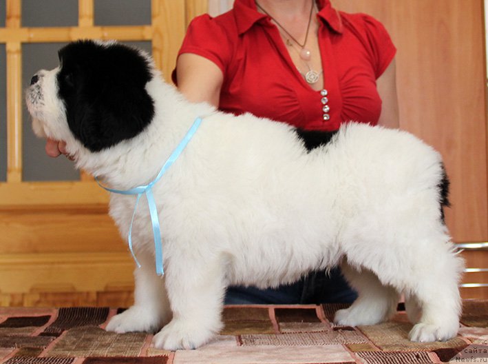 Фотография № 193848