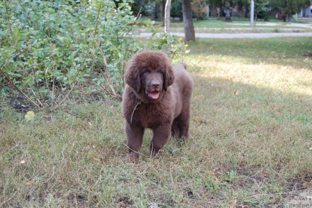 Фото: ньюфаундленд Konfuciy (Конфуций)