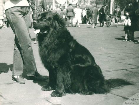 Фото: ньюфаундленд Brigitta (Бригитта)