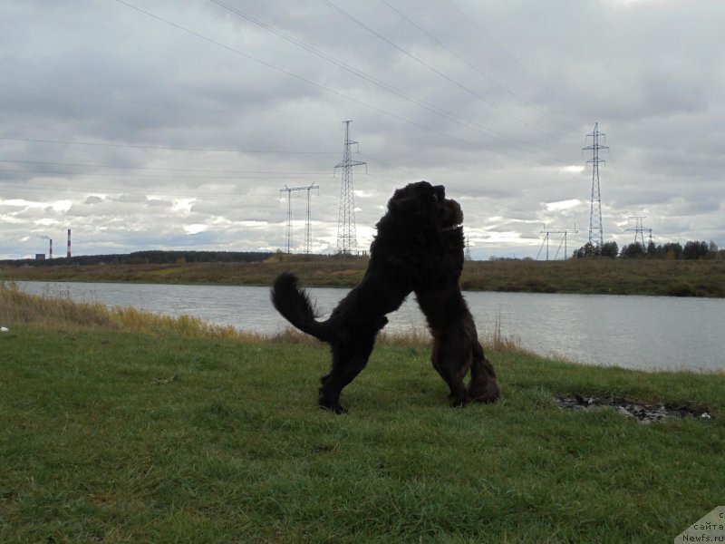 Фото: ньюфаундленд Nikol Gold Star (Николь Голд Стар), ньюфаундленд Chernaya Mafia Short and Sweet (Черная Мафия Шорт анд Свеет)
