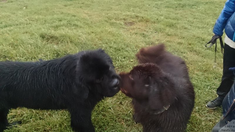 Фото: ньюфаундленд Nikol Gold Star (Николь Голд Стар), ньюфаундленд Chernaya Mafia Short and Sweet (Черная Мафия Шорт анд Свеет)