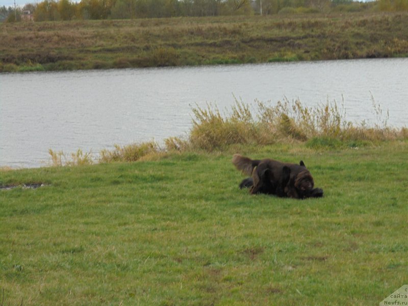Фото: ньюфаундленд Nikol Gold Star (Николь Голд Стар), ньюфаундленд Chernaya Mafia Short and Sweet (Черная Мафия Шорт анд Свеет)