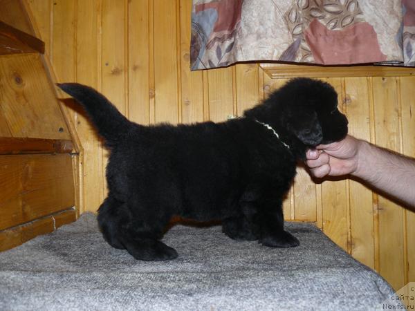 Фото: ньюфаундленд Pchyolkin Dom Vesenniy Val's (Пчёлкин Дом Весенний Вальс)