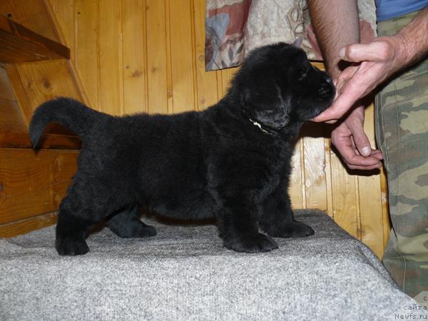 Фото: ньюфаундленд Pchyolkin Dom Vesenniy Val's (Пчёлкин Дом Весенний Вальс)