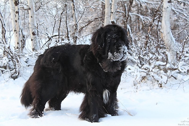 Фото: ньюфаундленд Neretum Tribe Xagrid