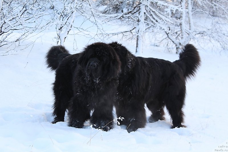 Фото: ньюфаундленд Beguschaya po Volnam Zero Kool (Бегущая по Волнам Зеро Коол), ньюфаундленд King of Helluland You Shock Me