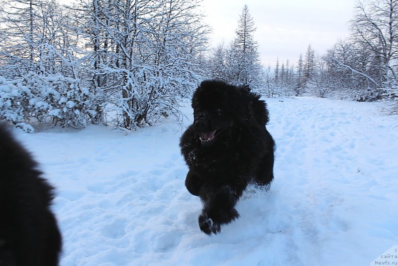 Фото: ньюфаундленд King of Helluland You Shock Me