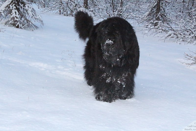 Фото: ньюфаундленд Fortuna of Giant's Island