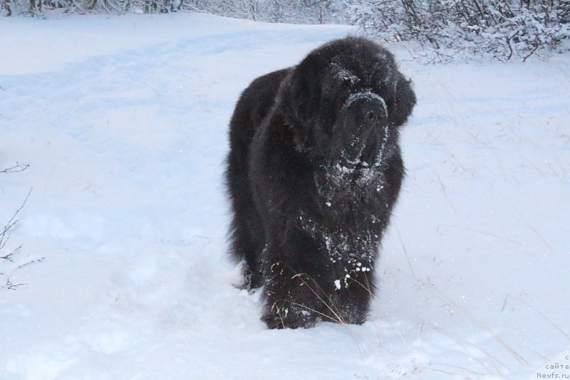 Фото: ньюфаундленд Beguschaya po Volnam Zero Kool (Бегущая по Волнам Зеро Коол)