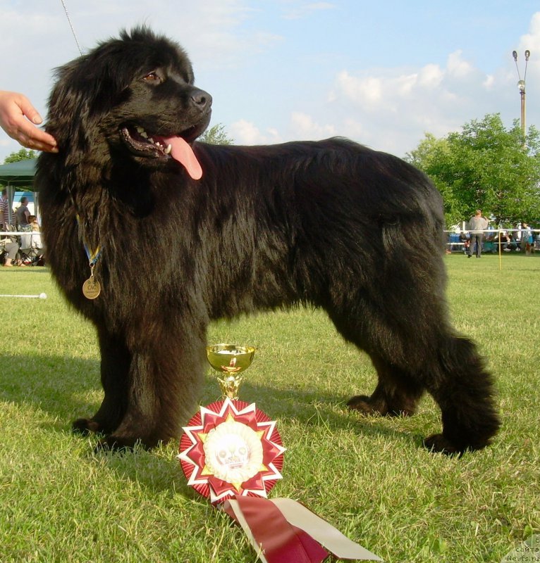 Фото: ньюфаундленд Velyke Malyatko Dnipro