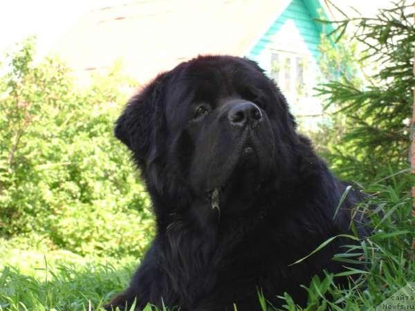 Фото: ньюфаундленд Antey Trevellerintaym (Антей Тревеллеринтайм)
