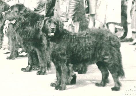 Фото: ньюфаундленд Vedjeri (Веджери)