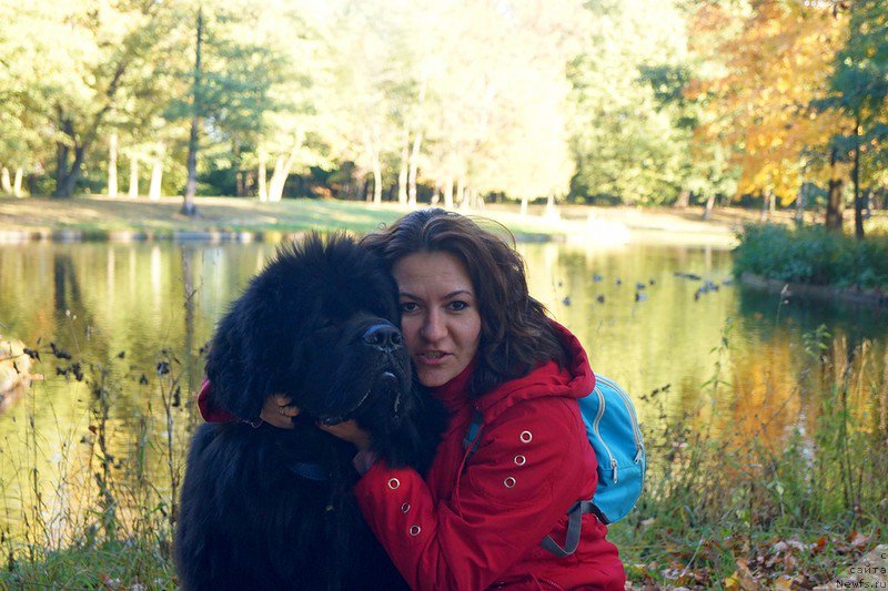 Фото: ньюфаундленд Belkonder-Klab Kassiy Dion (Белкондер-Клаб Кассий Дион)