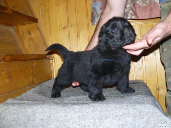 Фото: ньюфаундленд Pchyolkin Dom Vival'di (Пчёлкин Дом Вивальди)