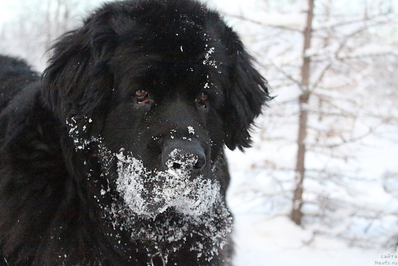 Фото: ньюфаундленд Gloriya Grand Blek (Глория Гранд Блек)