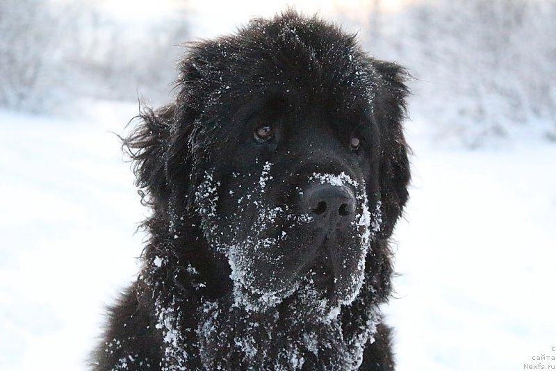 Фото: ньюфаундленд Anabelle Kvin of zye Mountayns (Анабелле Квин оф зэ Моунтайнс)