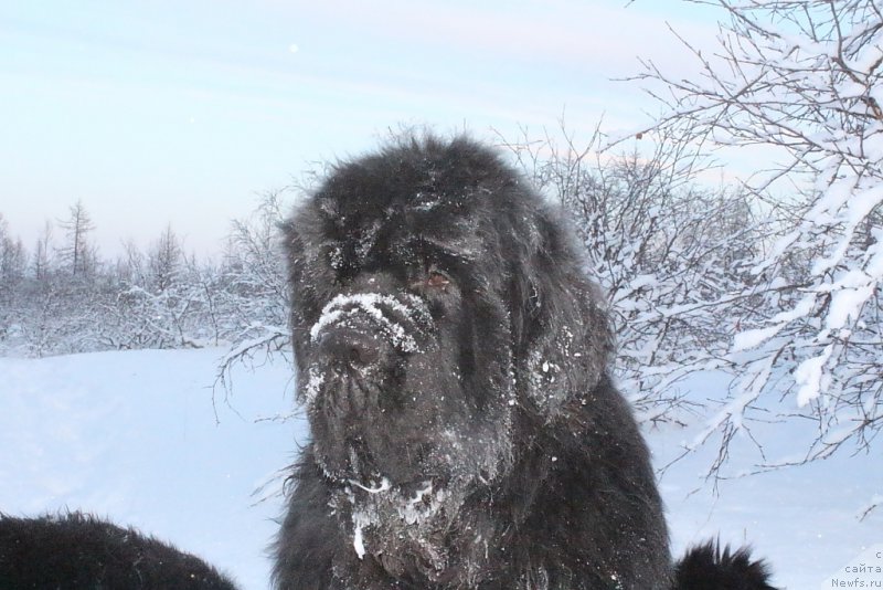 Фото: ньюфаундленд King of Helluland You Shock Me