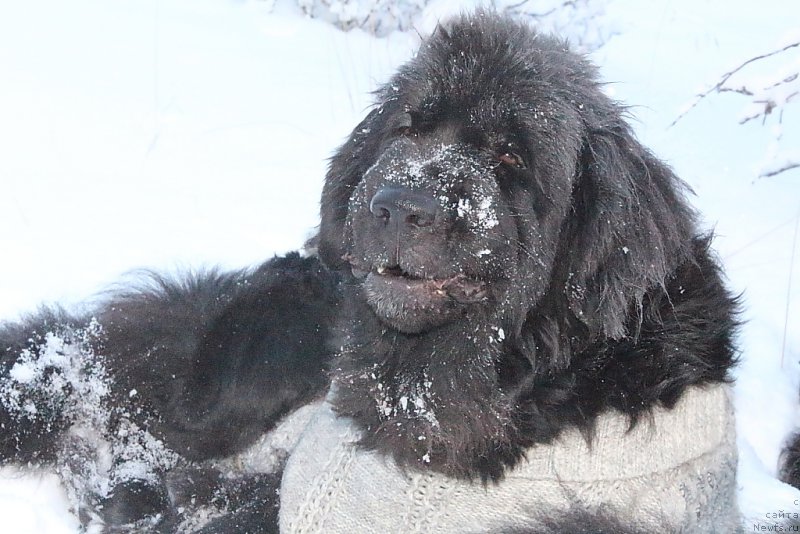 Фотография № 194019