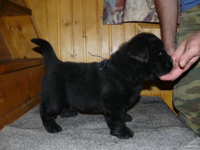 Фото: ньюфаундленд Pchyolkin Dom Vival'di (Пчёлкин Дом Вивальди)