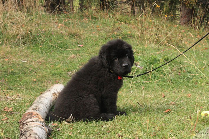 Фотография № 194029