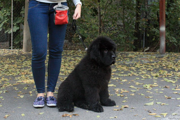 Фотография № 194031