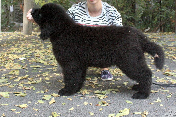 Фотография № 194032