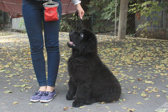 Фотография № 194033