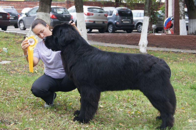 Фото: ньюфаундленд Beguschaya po Volnam CHicharitto (Бегущая по Волнам Чичаритто), Aleksandra Fetisova (Александра Фетисова)