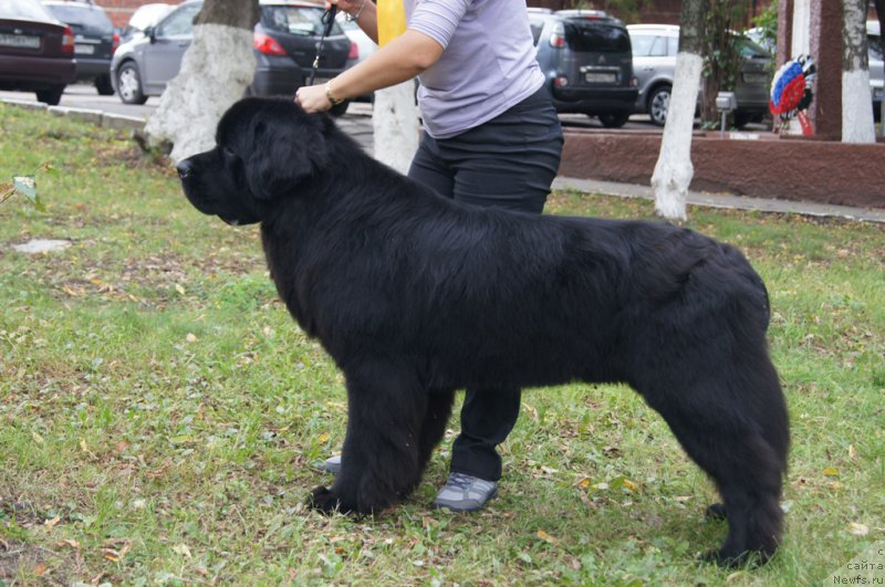 Фото: ньюфаундленд Beguschaya po Volnam CHicharitto (Бегущая по Волнам Чичаритто)
