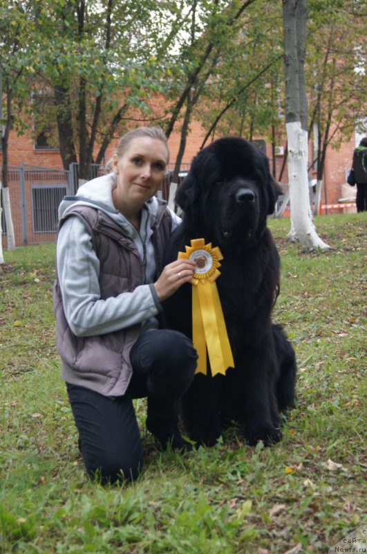 Фото: YUliya YAkusheva (Юлия Якушева), ньюфаундленд Beguschaya po Volnam CHicharitto (Бегущая по Волнам Чичаритто)