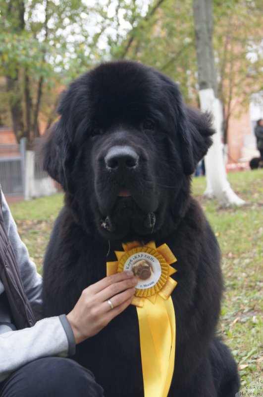 Фото: ньюфаундленд Beguschaya po Volnam CHicharitto (Бегущая по Волнам Чичаритто)