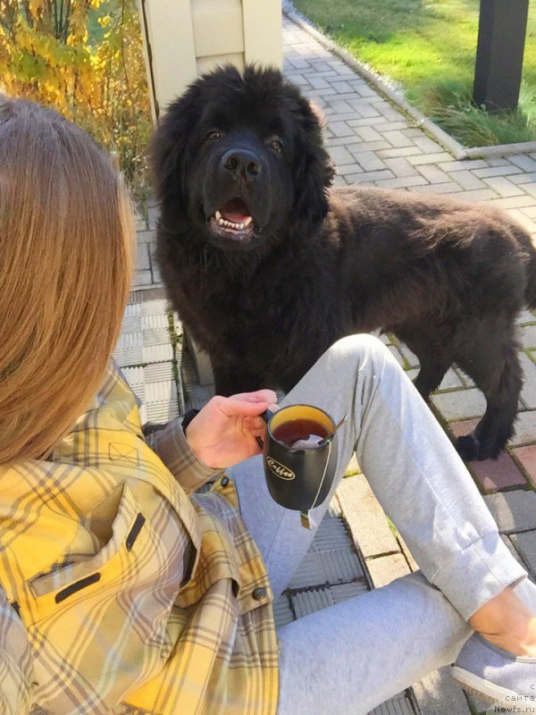 Фото: ньюфаундленд Smigar YUliks Solnechnyiy (Смигар Юликс Солнечный), YAna Guseva (Яна Гусева)