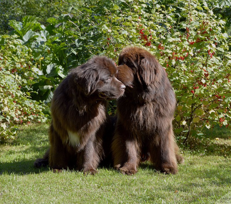 Фото: ньюфаундленд I Follow The Sun de L'Etoile de Cyrice, ньюфаундленд Aquatoriya Kelvin Heather Honey (Акватория Келвин Хизер Хани)