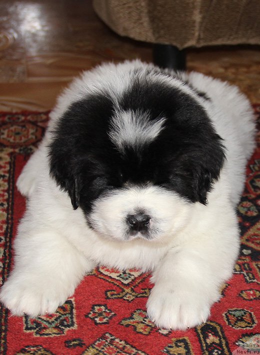 Фото: ньюфаундленд Zlat Konstaleks Leksus (Злат Консталекс Лексус)