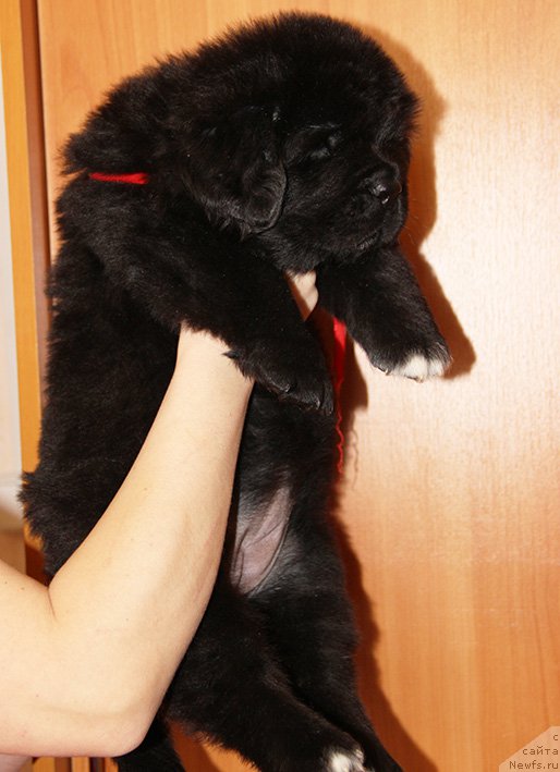 Фото: ньюфаундленд Zlat Konstaleks Lambordjini (Злат Консталекс Ламборджини)