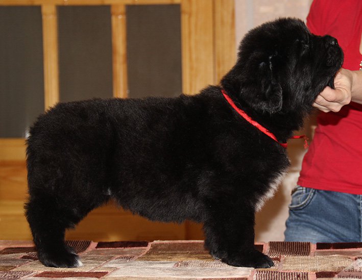 Фото: ньюфаундленд Zlat Konstaleks Lambordjini (Злат Консталекс Ламборджини)