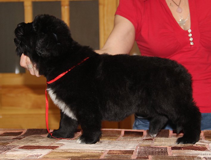 Фото: ньюфаундленд Zlat Konstaleks Lambordjini (Злат Консталекс Ламборджини)