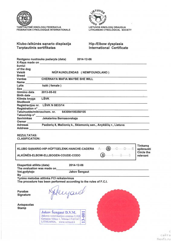 Фото: ньюфаундленд Chernaya Mafia Maybe She Will (Черная Мафия Маубе Ше Вилл)