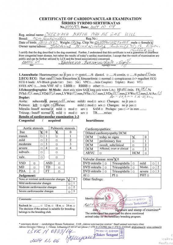 Фото: ньюфаундленд Chernaya Mafia Maybe She Will (Черная Мафия Маубе Ше Вилл)