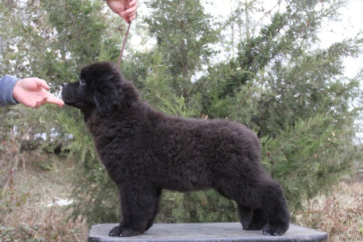 Фото: ньюфаундленд Zherar s Berega Dona (Жерар с Берега Дона)