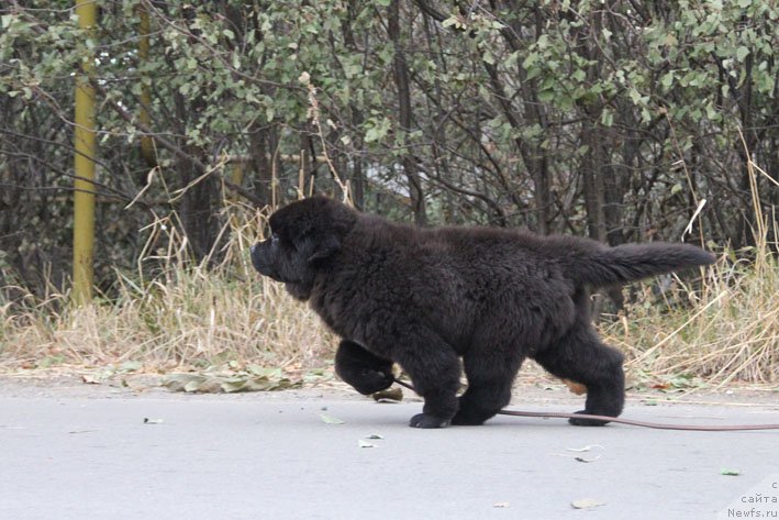 Фото: ньюфаундленд Zherar s Berega Dona (Жерар с Берега Дона)