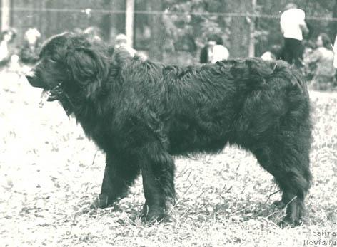 Фото: ньюфаундленд Binara (Бинара)