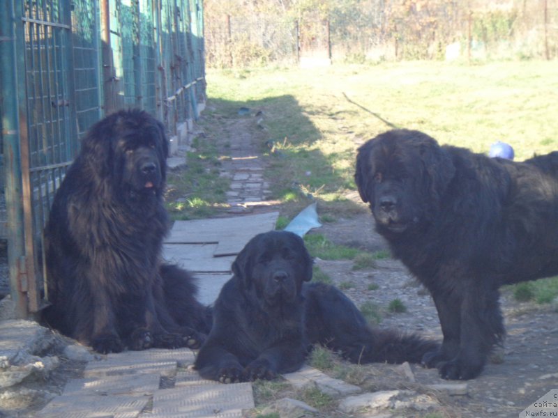 Фото: ньюфаундленд Vito Kacho Ferl (Вито Качо Ферл), ньюфаундленд Super Premium Nao Del Trato (Супер Премиум Нао Дел Трато), ньюфаундленд Viktorius Smayl (Викториус Смайл)