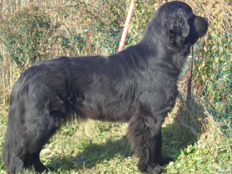 Фото: ньюфаундленд Viktorius Smayl (Викториус Смайл)