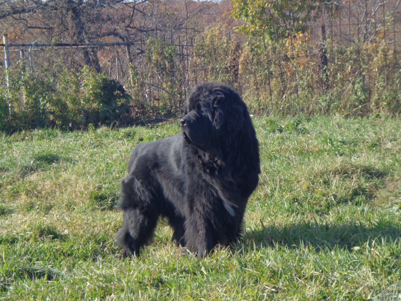 Фото: ньюфаундленд Super Premium Liniel Daylirring (Супер Премиум Линиэль Дайлиррин)