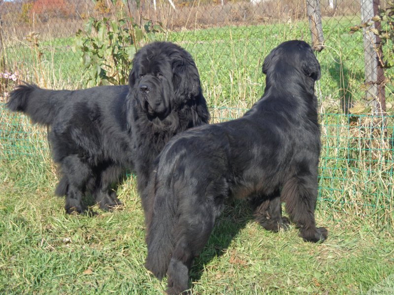 Фото: ньюфаундленд Super Premium Liniel Daylirring (Супер Премиум Линиэль Дайлиррин), ньюфаундленд Viktorius Smayl (Викториус Смайл)